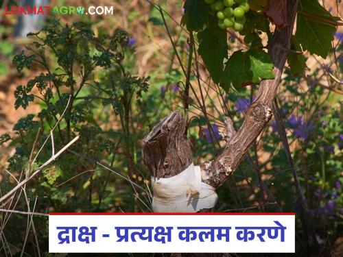 Latest news Grape Farming Let's understand correct method of grafting in grape farm, read in detail | Grape Farming : द्राक्ष बागेत कलम करण्याची योग्य पद्धत समजून घेऊया, वाचा सविस्तर 