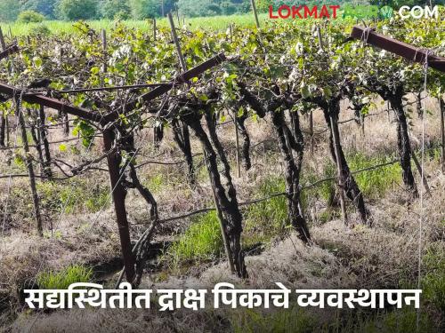 How to manage water and fertilizer in grape crop at present? Read in detail | सद्यस्थितीत द्राक्ष पिकात पाणी आणि खत व्यवस्थापन कसे करावे? वाचा सविस्तर