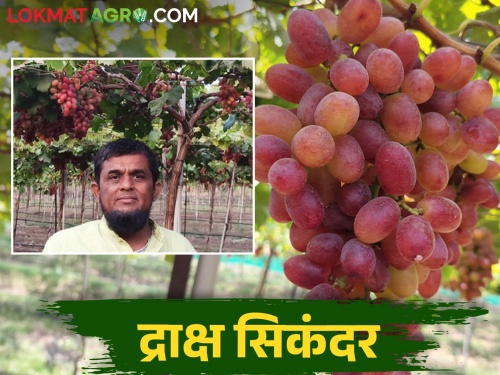 The trader interest in farming; Crimson seedless grape variety export to Europe & Dubai from droughty Jat Taluka | व्यापाऱ्याला लागली शेतीची गोडी; दुष्काळी जतमधून क्रिमसन सिडलेस द्राक्षाची युरोप, दुबईची वारी
