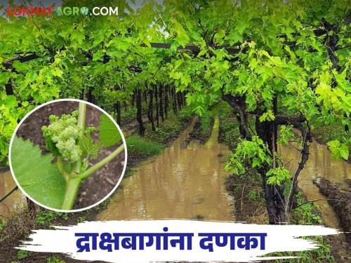 Return rains hit vineyards; Incidence of different diseases is increased | परतीच्या पावसाचा द्राक्षबागांना फटका; करपा, घडकुजीचा प्रादुर्भाव वाढला