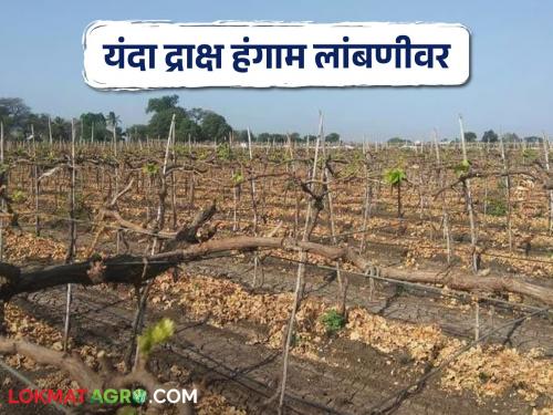 April pruning of eight thousand acres of vineyards stopped due to lack of water | पाण्याअभावी आठ हजार एकर क्षेत्रातील द्राक्ष बागांची एप्रिल छाटणी थांबली