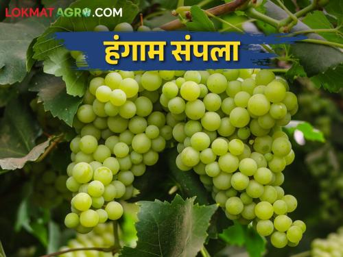 Grape Market The grape season is in its final stages; How to get price per kg | Grape Market द्राक्षाचा हंगाम अंतिम टप्प्यात; प्रतिकिलो कसा मिळतोय दर