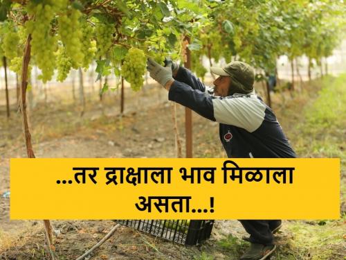 Latest News Grape growers would have got better market price now season closed | ...तर द्राक्ष उत्पादक शेतकऱ्यांना चांगला बाजारभाव मिळाला असता.... आता शेतकरी म्हणतात..