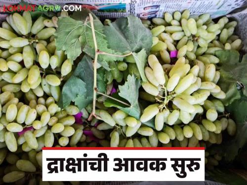 Draksh Bajar Bhav: Pre-season arrival of grapes in Pune market yard How are prices getting? | Draksh Bajar Bhav : पुणे मार्केट यार्डात हंगामपूर्व द्राक्षांची आवक कसा मिळतोय दर