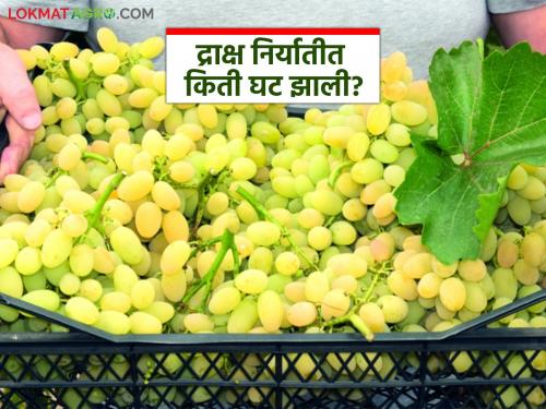 Latest News Draksh Niryat Grape exports down by 566 metric tons 2024- 25 year, how much exported from Nashik district | Draksh Niryat : द्राक्ष निर्यातीत यंदा 566 मेट्रिक टन घट, नाशिक जिल्ह्यातून किती निर्यात झाली? 