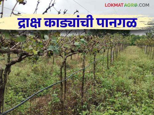 Don't Panic About Grape Leaves Falling Due to Climate change Read this advice | बदलत्या हवामानामुळे द्राक्ष काड्यांची पानगळ होतेय घाबरू नका हा सल्ला वाचा