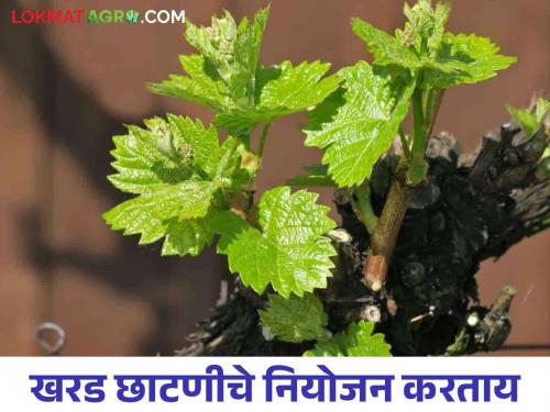 How to manage grape crop during pre-pruning and cane growth stage | द्राक्ष पिकातील छाटणीपूर्व व काडीची वाढ अवस्था दरम्यान कसे कराल व्यवस्थापन