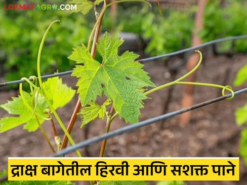 Latest news Grape farmers, remember these things for green and strong leaves | Grape Farming : द्राक्ष उत्पादक शेतकऱ्यांनो, हिरव्या आणि सशक्त पानांसाठी 'या' गोष्टी लक्षात ठेवा!