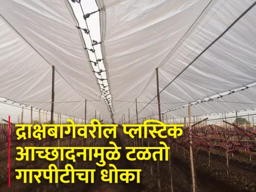 relief to grape growers; State Govt to give concession to grape plastic cover manufacturers | द्राक्षबागायतदारांना दिलासा; प्लॅस्टिक आच्छादन उत्पादकांना राज्य सरकार देणार सवलत