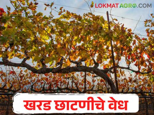 Water scarcity halts grape pruning; How much money will have to be paid for april pruning this year | पाणीटंचाईने द्राक्षबाग खरड छाटणी रखडली; यंदा छाटणीला मोजावे लागणार इतके पैसे