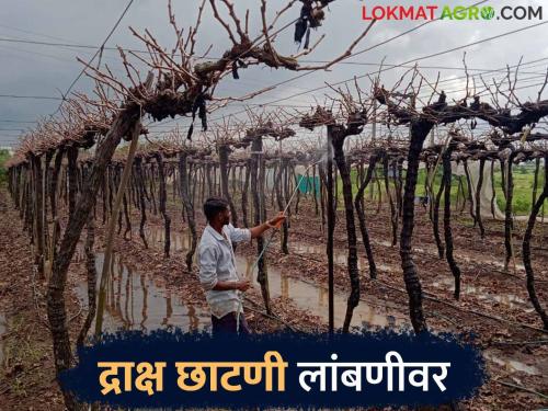 Grape cultivation is in crisis which is known as the economic backbone of in Sangli district farmers | Grape Farming Crisis Sangli : सांगली जिल्ह्यातील घाटमाथ्याचा आर्थिक कणा म्हणून ओळखली जाणारी द्राक्ष शेती संकटात