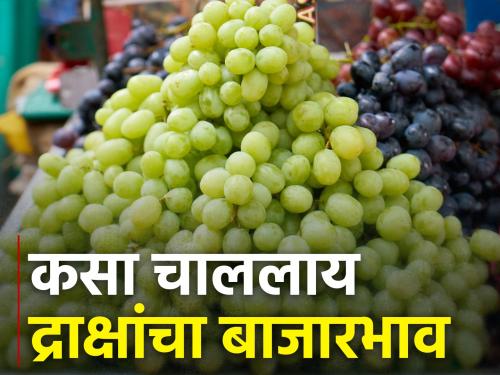 Four and a half tons of grapes arrived at Gultekdi market; How is the market price? | गुलटेकडी मार्केटला साडेचार टन द्राक्षांची आवक; कसा मिळतोय भाव