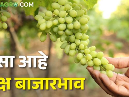 Latest News 05 feb today's grapes market price in maharashtra | द्राक्षांना काय मिळतोय भाव? जाणून घ्या आजचे बाजारभाव 