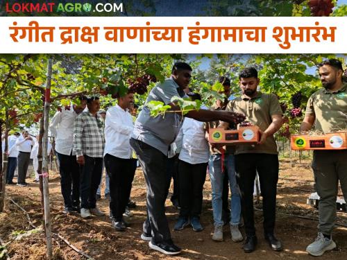 Latest News Commencement of the season of colored grape varieties, sale of 2 tons of grapes in nashik | रंगीत द्राक्ष वाणांच्या हंगामाचा शुभारंभ, थेट शेतातच 2 टन द्राक्षांची विक्री