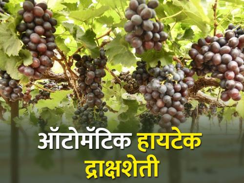 Management of 30 acres of grape orchard through mobile and computer | मोबाईल व कॉम्प्युटरद्वारे तीस एकरावरील द्राक्षबागेचे व्यवस्थापन