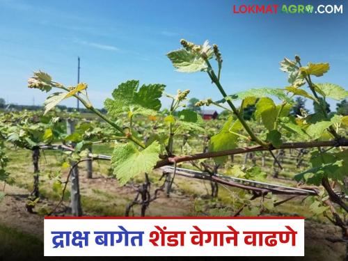 Latest News Grape farming Causes and solutions for growth of canopy in grape farm | Shenda Vadh : तुमच्याही द्राक्ष बागेत शेंडा वाढ जास्त प्रमाणात होतेय, जाणून घ्या नेमकं कारण अन् उपाय 