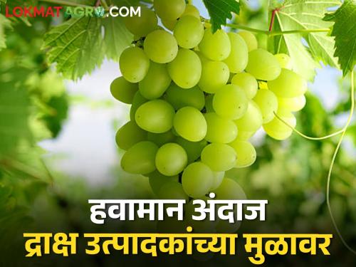 Rain and hail forecasts quickly circulated on social media and so did the grape farming | पाऊस व गारपीट अंदाज सोशल मीडियावर वेगाने फिरला अन् द्राक्षशेतीत पुढे असं झालं