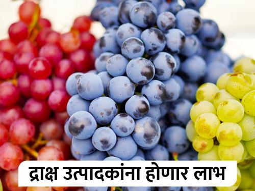 Promotion scheme for wine industry for the benefit of farmers | शेतकरी हितासाठी वाइन उद्योगास प्रोत्साहन योजना