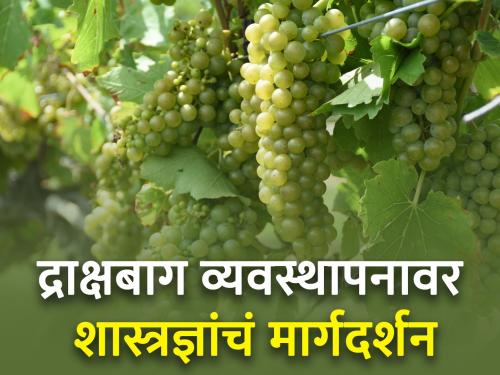 Expert guidance on post-season vineyard management | अवकाळीनंतरच्या द्राक्षबाग व्यवस्थापनावर शास्त्रज्ञांचं मार्गदर्शन, पण