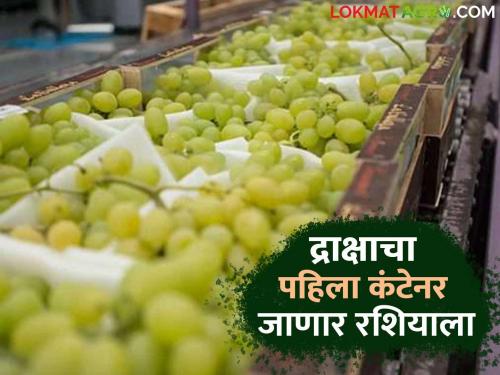 Grapes Farming : Grape harvesting started from Navratri festival | Grapes Farming : पाऊस ओसरल्याने द्राक्ष काढणी अंशतः सुरू; नवरात्रोत्सवात धरणार जोर