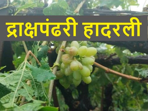 Billions worth of damage of grape crop due to hailstorm in Niphad taluka | गारपीटीमुळे कोट्यवधींचे नुकसान; निफाड तालुक्याला सर्वाधिक तडाखा