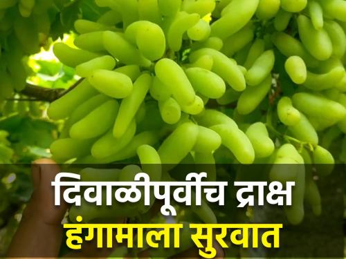 Dutta Jadhav's early grape pruning experiment successful | दत्ता जाधव यांचा आगाप द्राक्ष छाटणीचा प्रयोग यशस्वी