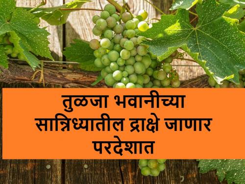 Tuljapur grapes will export to foreign countries | धाराशिवच्या कुसळ्या माळरानावरील द्राक्षे यंदा परदेशात खाणार भाव