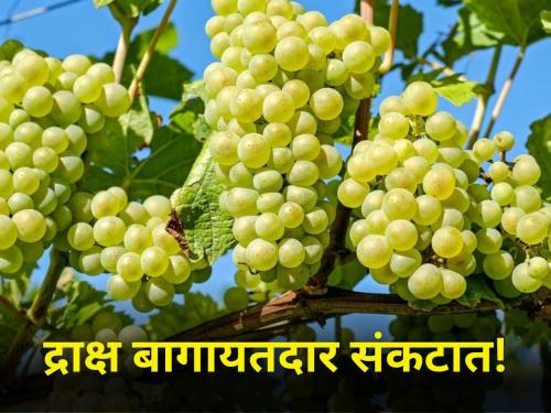 rain drought water grape producer farmer trouble market Know the current status of grapes | अवकाळी, पाण्याच्या कमतरतेमुळे द्राक्ष बागायतदारांवर संकट! जाणून घ्या बागांची सद्यस्थिती