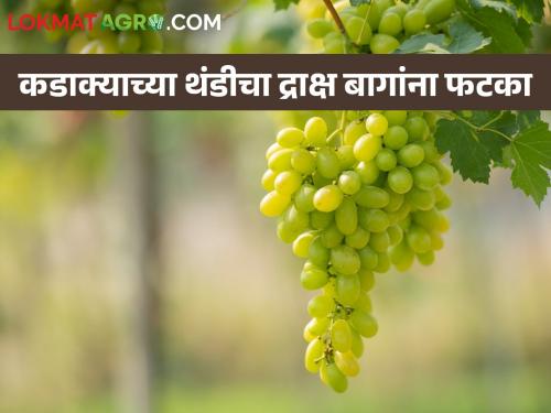 Latest News cold weather increased in Nashik district the vineyards were affected | थंडीचा जोर वाढला, द्राक्ष बागा वाचविण्यासाठी काय उपाय कराल?  