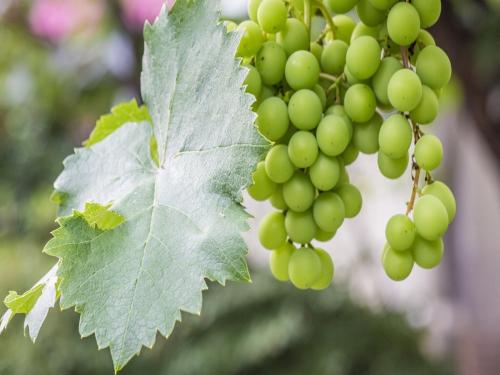 Now, due to lack of rain, grape pruning will also be delayed | आता पावसाअभावी द्राक्ष छाटणीही लांबणीवर पडणार