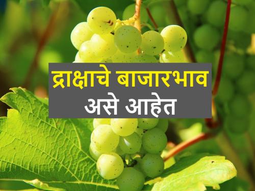 today's grape market price in local market | सध्या लोकल मार्केटमध्ये द्राक्षाला किती बाजारभाव मिळतोय?