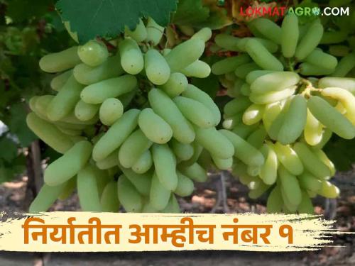 Grape Export : This district is the leader in exportable grapes in the state captured the market in European countries | Grape Export : राज्यात हा जिल्हा निर्यातक्षम द्राक्षांमध्ये अग्रेसर युरोपियन देशातील बाजारपेठ केली काबीज