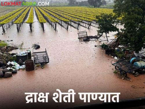 5 thousand hectares of grape crop in Palus taluka is in trouble due to rain | पलूस तालुक्यात ५ हजार हेक्टर द्राक्ष शेती पावसाने अडचणीत.. छाटण्या लांबणीवर