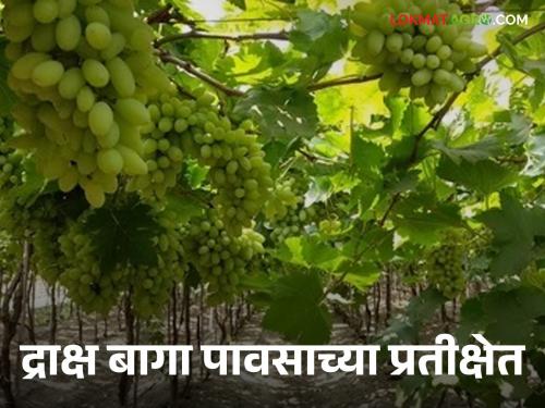 Grape growers' attention to the return of rain, fields empty? | द्राक्ष उत्पादकांचे लक्ष परतीच्या पावसाकडे, शेततळी रिकामीच?