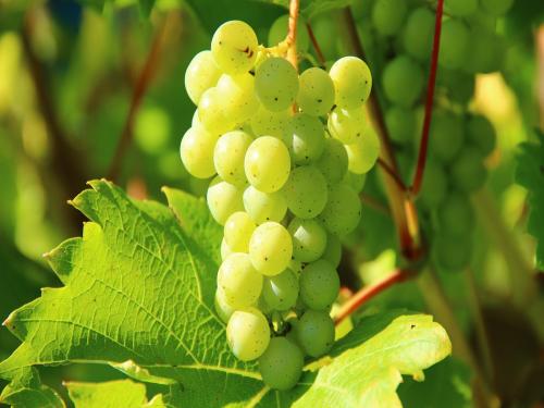 Application of science in viticulture is the need of the hour | द्राक्ष शेतीमध्ये विज्ञानाचा वापर करणे काळाची गरज