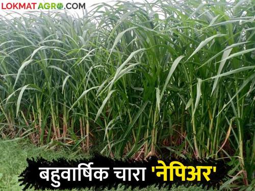 Cultivation of this grass while planning fodder for livestock throughout the year | जनावरांसाठी वर्षभर चाऱ्याचे नियोजन करताय करा ह्या गवताची लागवड