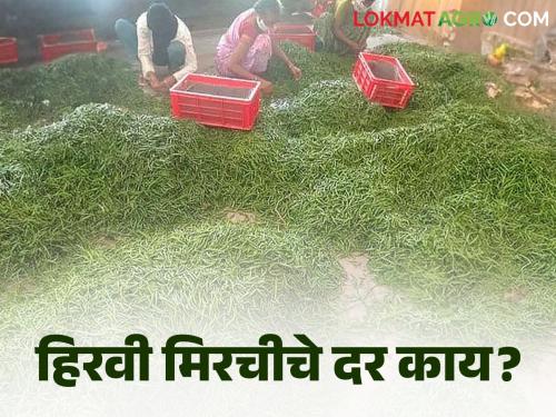 Green Chili Market: What is the price of Green Chili in the market on the day of harvest? | Green Chili Market : सुगीचे दिवस आलेल्या हिरव्या मिरचीला बाजारात काय मिळतोय भाव