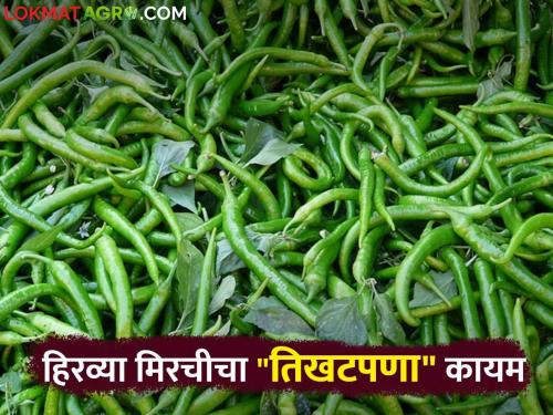 Green Chili Market Update : Green chili farmer Happy with Getting a good rate | Green Chili Market Update : मिरची उत्पादक शेतकऱ्यांमध्ये आनंदाचे वातावरण; मिळतोय उच्चांकी भाव