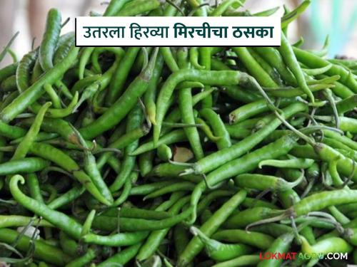 Chilli Market: Green chillies have hit the market; Read the reason in detail | Chilli Market : बाजारात उतरला हिरव्या मिरचीचा ठसका; काय आहे कारण वाचा सविस्तर