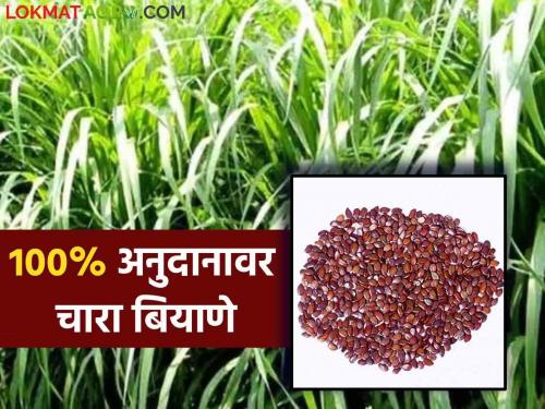 Fodder Seeds On Subsidy : Fodder seeds for dairy livestock on hundred percent subsidy; Apply 'here' | Fodder Seeds On Subsidy : शंभर टक्के अनुदानावर दुभत्या पशुधनासाठी मिळणार चारा बियाणे; 'येथे' करा अर्ज