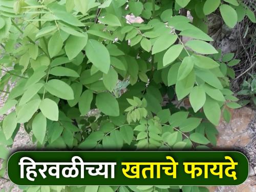 Green manures supply organic fertilizers to the soil | हिरवळीच्या खतांमुळे जमिनीला होतोय सेंद्रिय खतांचा पुरवठा