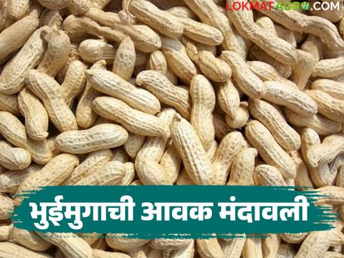 latest news Groundnut Market: Big drop in groundnut arrivals; Know how the price is being obtained | Groundnut Market : भुईमुगाच्या आवकेत मोठी घसरण; जाणून घ्या कसा मिळतोय दर