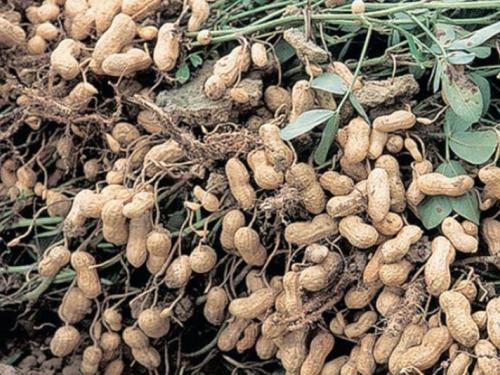 groundnut harvesting continues in Manchar area, farmers are waiting for good monsoon rain | पाऊस पडत नसल्याने मंचर परिसरात भुईमूग काढणी सुरू 