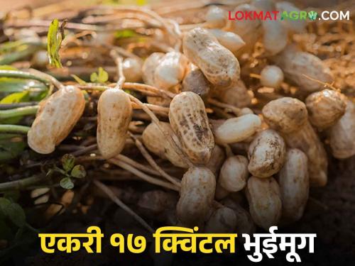 Record production of groundnut using modern technology  | Success Story आधुनिक तंत्रज्ञानाचा वापराने भुईमुगाचे विक्रमी उत्पादन 