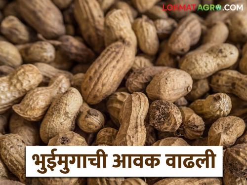latest news Groundnut Market: Groundnut market is booming; Read in detail how the price is being obtained | Groundnut Market : भुईमुग बाजार तेजीत; कसा मिळतोय दर ते वाचा सविस्तर