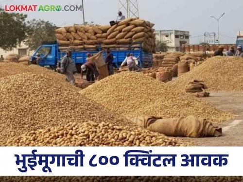 Groundnut Market 800 quintals of groundnut for sale in Mondha of Hingoli; Read what rates are available | Groundnut Market हिंगोलीच्या मोंढ्यात ८०० क्विंटल भुईमूग विक्रीला; वाचा काय मिळतोय दर