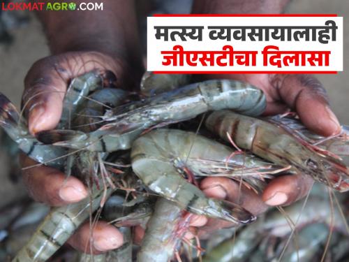 How will the GST reduction benefit the aquaculture business overall? Read in detail | जीएसटी कपातीचा मस्त्यपालन व्यवसायासाठी एकंदरीत कसा होणार फायदा? वाचा सविस्तर