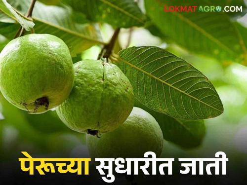 When planning to plant Guava, which variety will you choose? | पेरू लावायचं नियोजन करताय, कोणत्या जाती निवडाल?