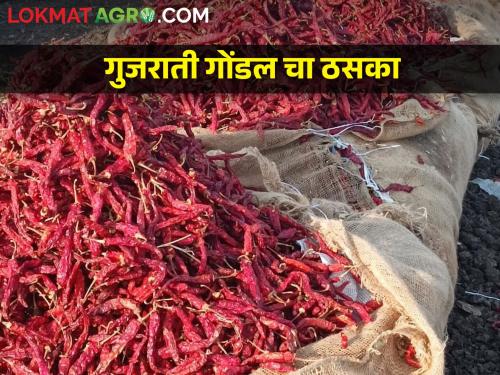 Gujarat Gondal which is similar to byadgi chilli is good market price in Kolhapur | बॅडगी मिरचीसारखी दिसणारी गुजरातची गोंडल कोल्हापुरात खातेय भाव