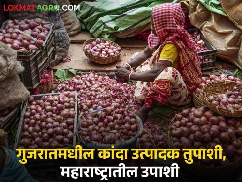Latest News Subsidy of Rs 200 per quintal to onion farmers of Gujarat, what about farmers in Maharashtra | गुजरातच्या कांदा उत्पादक शेतकऱ्यांना प्रति क्विंटल 200 रुपये अनुदान, महाराष्ट्रातील शेतकऱ्यांना काय?